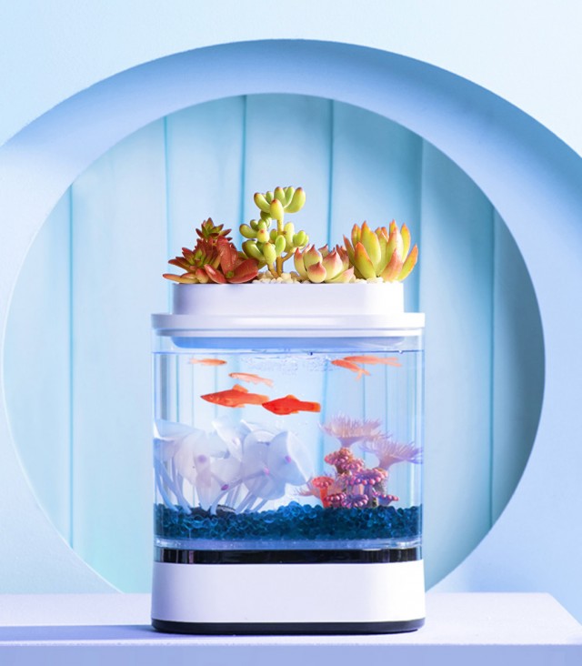 HFJH Amphibian Eco-Aquarium ( Mini Edition )